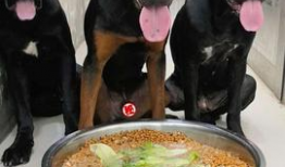 狗吃饭视频,捕捉它们用餐的可爱瞬间